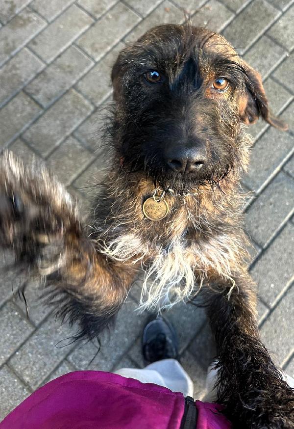 BISCOTTO SEGUGIO Foto 2